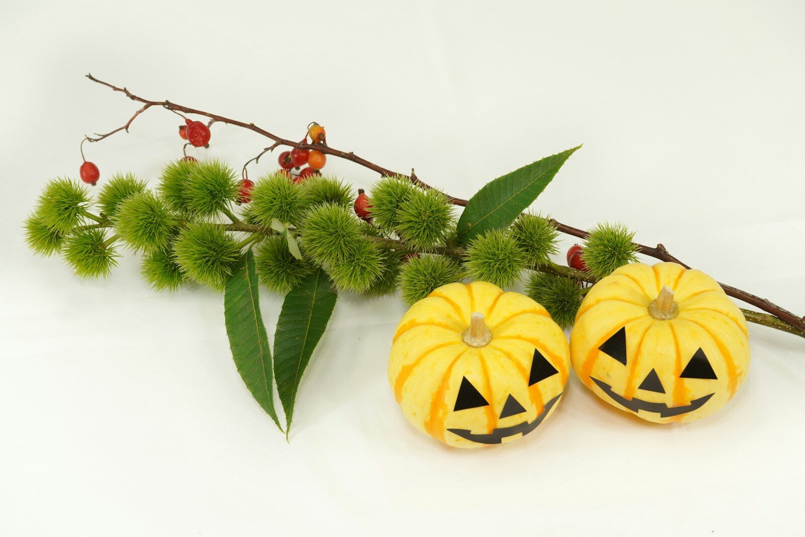 a couple of pumpkins sitting on top of a branch